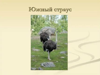 Страусообразные представители