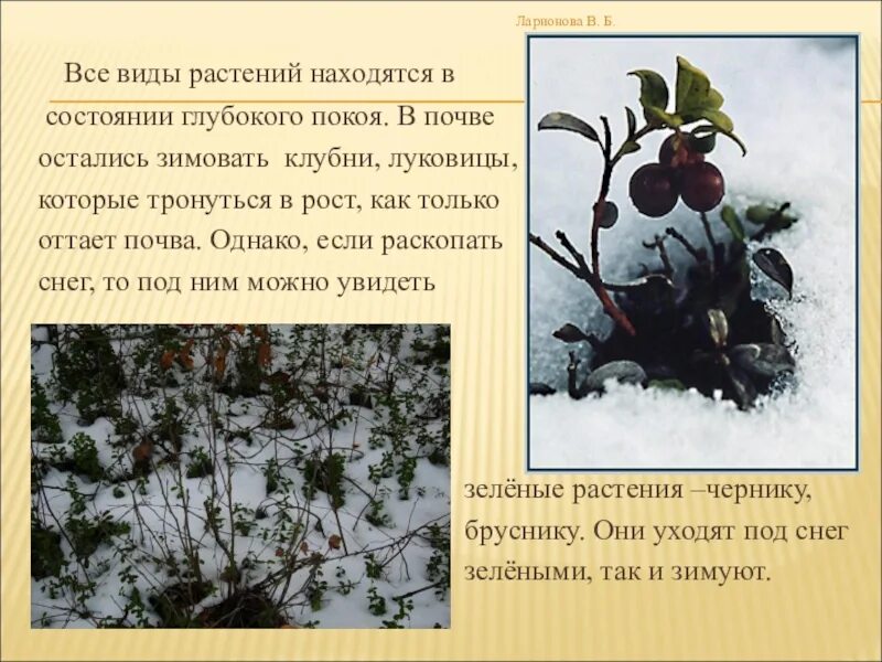 Жизнь растений пример. Состояние покоя у растений. сезонные изменения в жизни растений. сезонные явления в жизни растений. изменения растений зимой.
