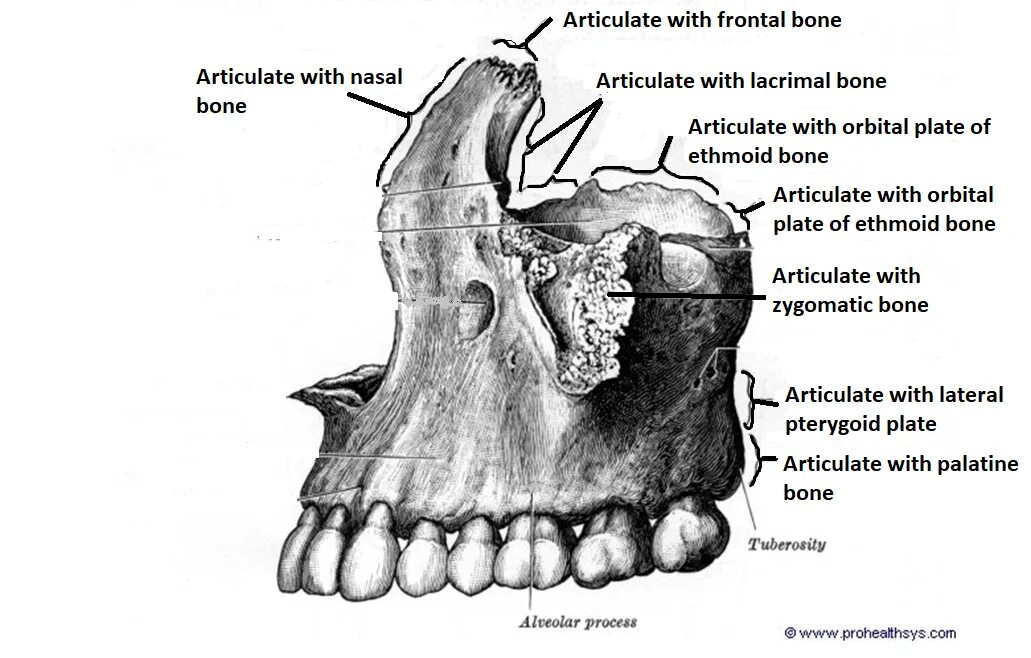 Верхнечелюстная кость анатомия. Анатомия верхней челюсти челюсти. Максилла анатомия. Верхняя челюсть (Maxilla). Челюсть на английском