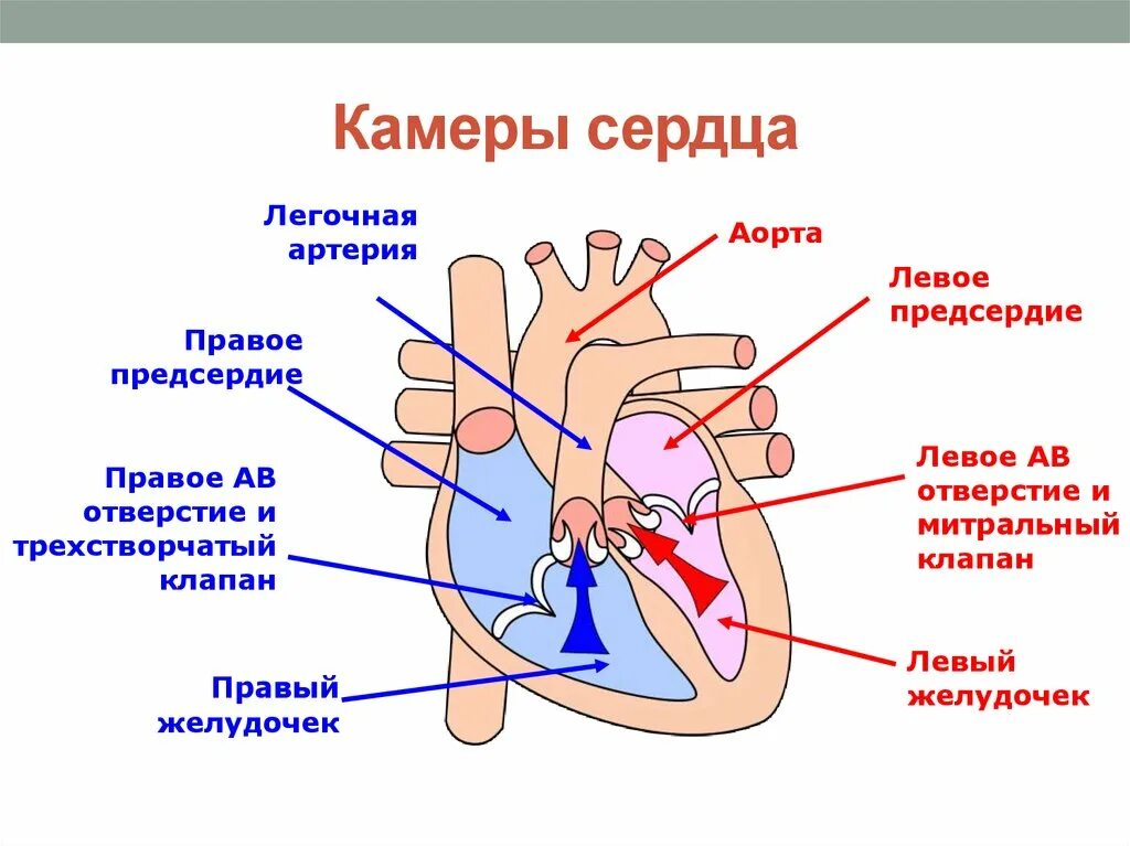 Между правыми предсердием и желудочком находится клапан. Строение сердца. Камеры сердца. Клапаны сердца. Схема строения сердца клапаны сердца. Схема строения сердца человека камеры и клапаны. Строение сердца с клапанами схема.