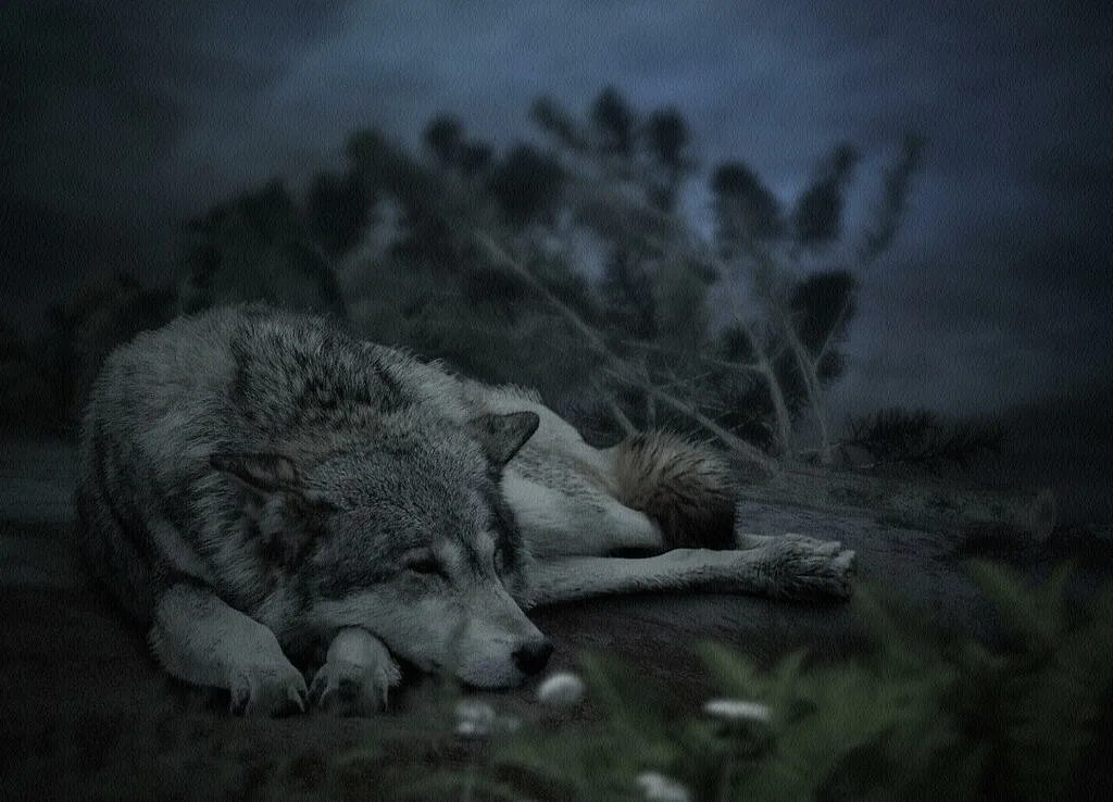 Одинокая волчица ночью. Спящий волк. Грустный волк. Волк лежит. Лежачий волк.