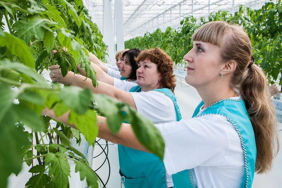 Овощи черноземья. ЛИПЕЦКАГРО теплица Данков. Тепличный комбинат овощи Черноземья. Данков тепличный комбинат сотрудники. Овощевод теплицы.