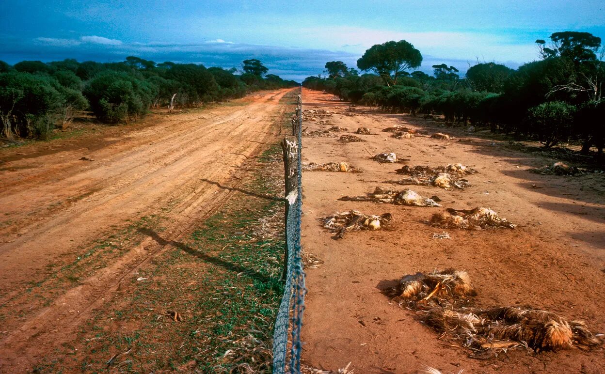 В глубь территории. Забор от кроликов в Австралии. Великий забор Австралии. Стена от кроликов в Австралии. Австралия забор секретный.