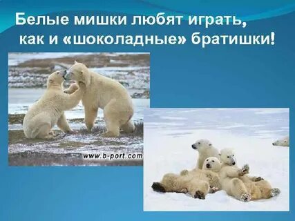 На территории какого материка обитает белый медведь