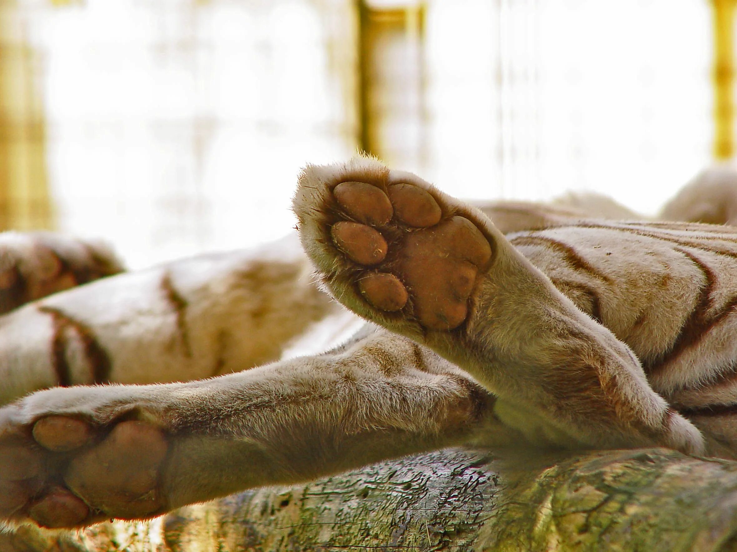 Лапка тигра. Лапка тигра. Tiger feet. Лапа тигра мужская стрижка. Тигровая лапа.