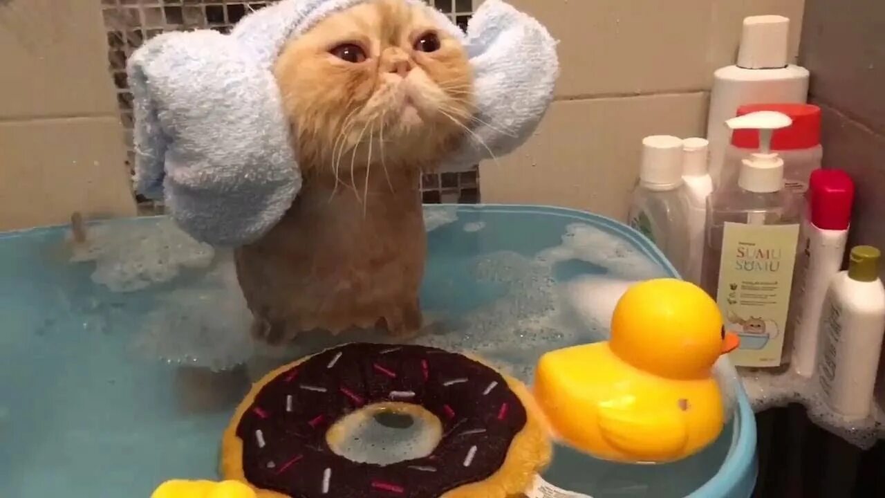 Кот в ванной. Кот моется. Котенок купается. Котик купается в ванной. Видео коты в ванне