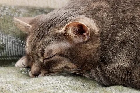 К чему снится раненая кошка