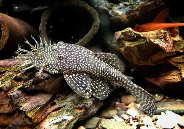 Номерные сомы (L-fish)