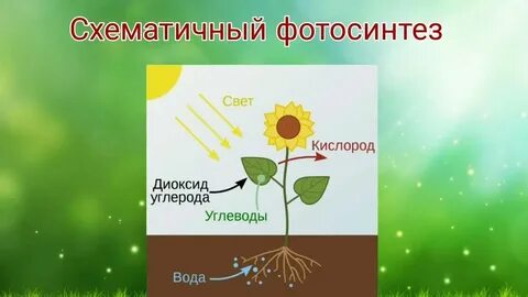 Ботаническая наука изучает фотосинтез