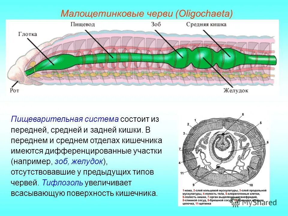 Внутреннее строение кольчатых. Малощетинковые дождевой червь. Кольчатые черви олигохеты. Класс Малощетинковые черви кровеносная система. Малощетинковые олигохеты строение.