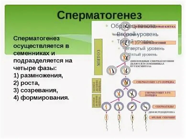 Установите соответствие между признаком гаметогенеза. Фаза размножения гаметогенез. Фаза созревания сперматогенеза гистология. Период созревания сперматогенез. Этапы сперматогенеза гистология.