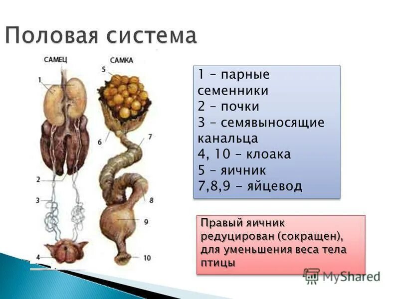 Строение половой системы кур. Строение половой системы петуха. Строение полового органа у петуха. Половая система самки курицы.