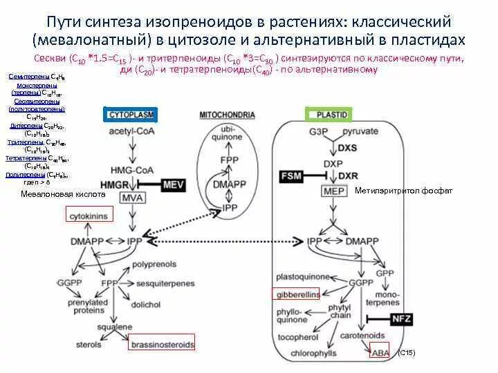 Типы биосинтеза. Мевалонатный путь биосинтеза изопреноидов схема. Мевалоновой путь биосинтеза. Мевалонатный путь биосинтеза схема с ферментами. Синтез изопреноидов меп путь.