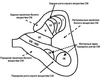 Пластины серого вещества