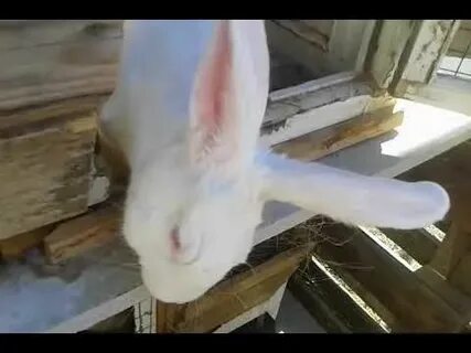 Как узнать что крольчиха