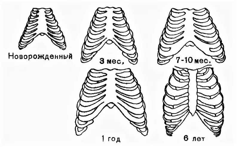 Грудная клетка ребенка 2 года. Формирование грудной клетки у ребенка. Грудная клетка у грудничков форма. Грудная клетка у детей раннего возраста. Возрастные изменения грудной клетки.