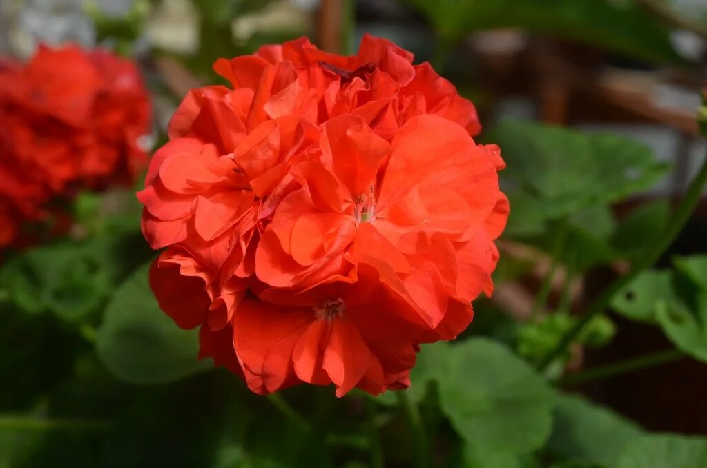 Пеларгония джагершус фалей. Зональная пеларгония mormor. Пеларгония джагершус. Jagershus falej. Пеларгония джагершус.