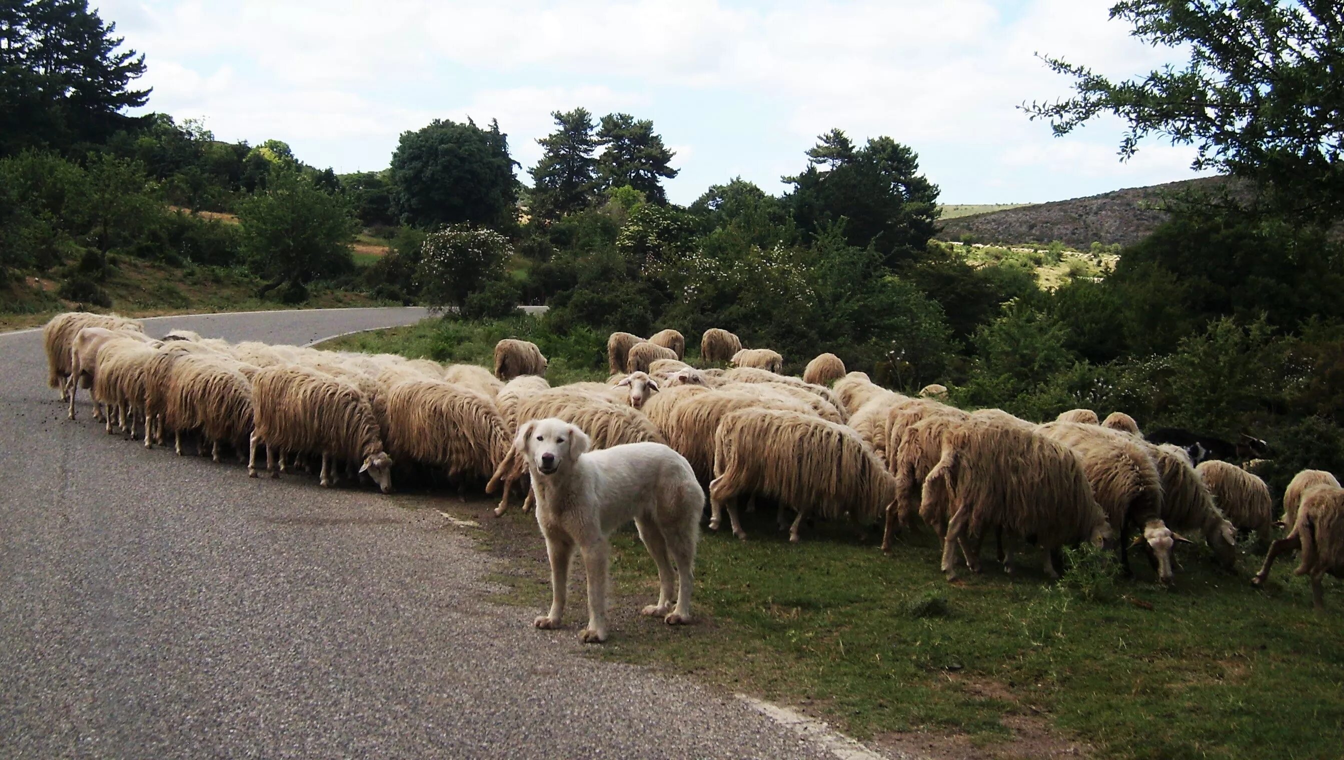 Пасу овечек. Порода собак Пастухов овец. Южнорусская овчарка пасет овец. Овцы Тексель. Порода Баранов Чабан.