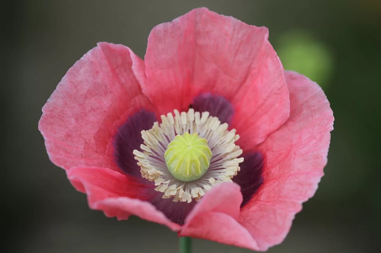 Розовый мак 2. Мак papaver розовый. мак опиум розовый. мак одиночный цветок. цветок похожий на мак.
