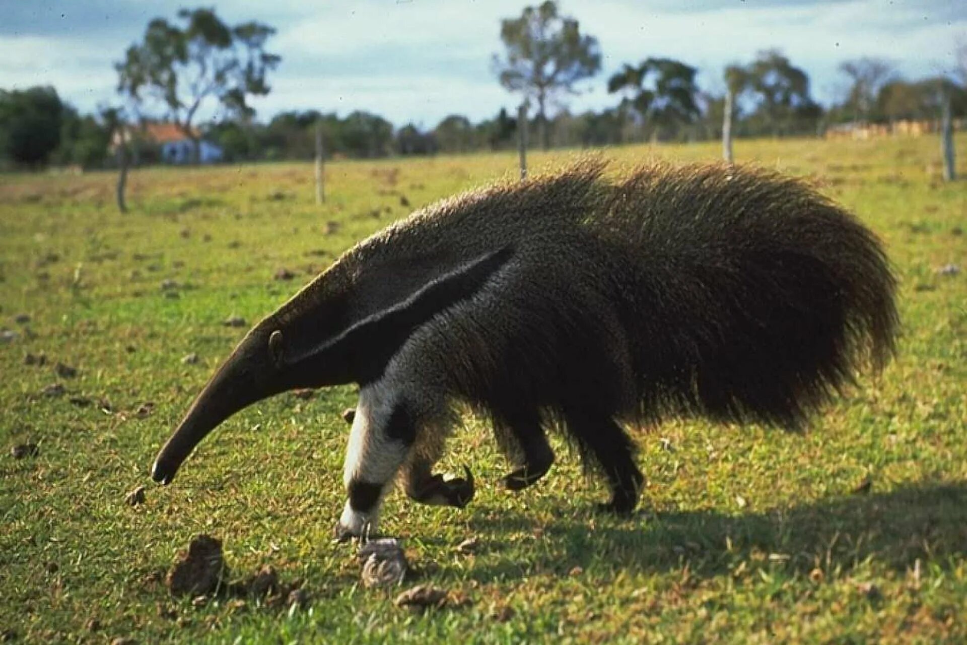 Какое животное выше. Гигантский муравьед Южной Америки. Гигантский муравьед крупнейший хищник Южной Америки. Giant Anteater. Трехпалый муравьед.