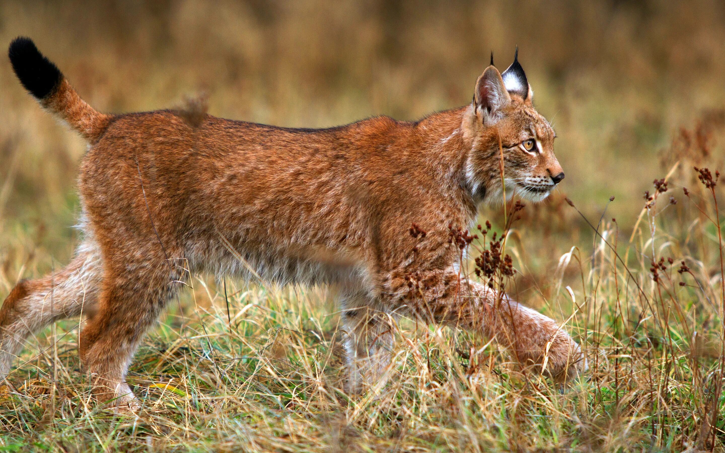 Рысь млекопитающее. Обыкновенная рысь. обыкновенная рысь lynx lynx. рысь алтайский заповедник. рысь в ильменском заповеднике.