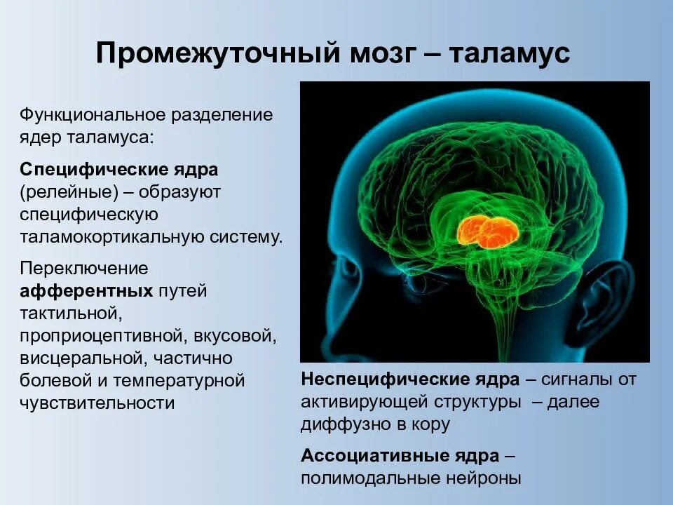 Специфические ядра. Таламокортикальная система мозга. Талямо кортикальный путь. Ядра центральной нервной системы