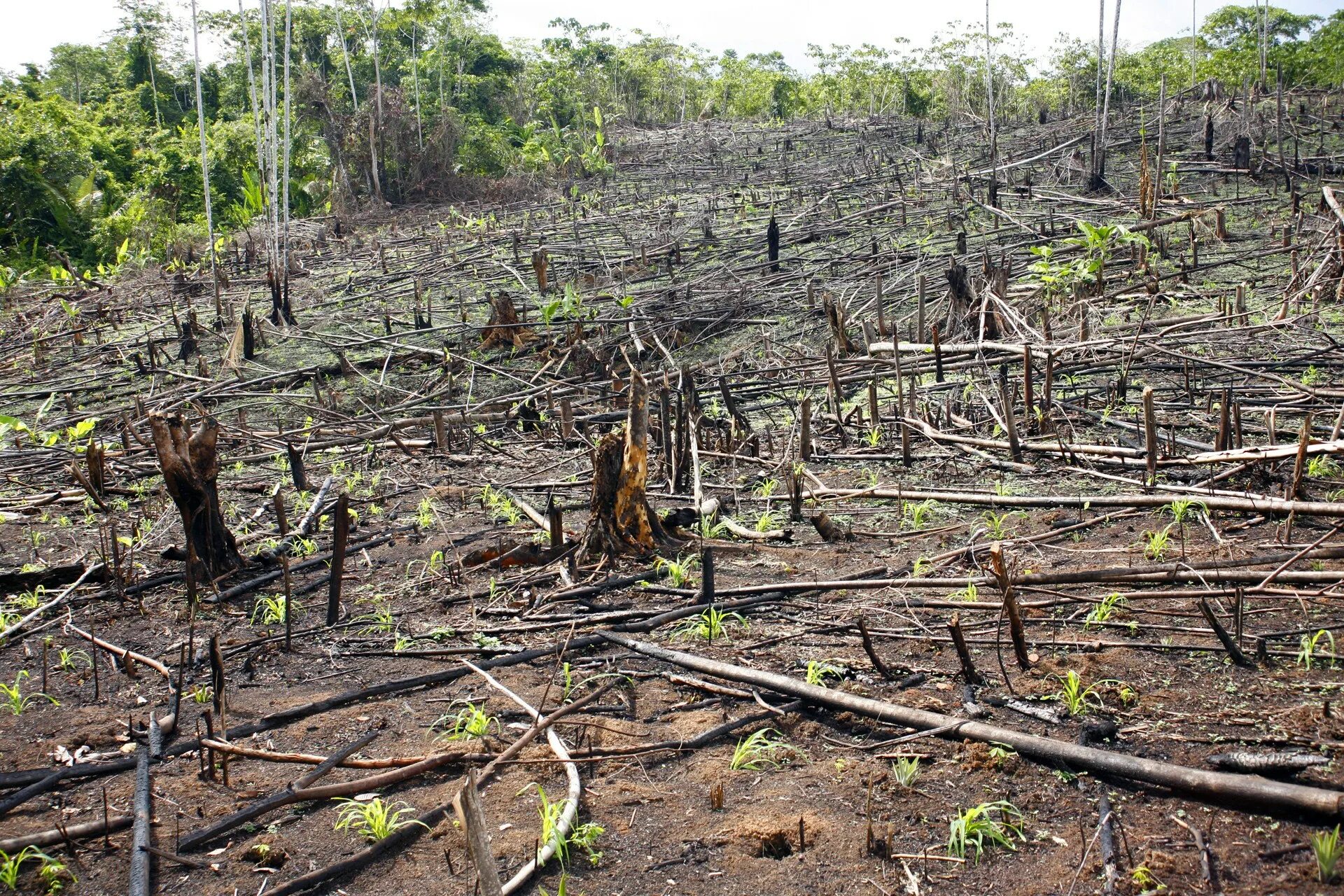 Cut down forest. Вырубка тропических лесов. Уничтожение тропических лесов. Обезлесение. Вырубка леса в Перу.