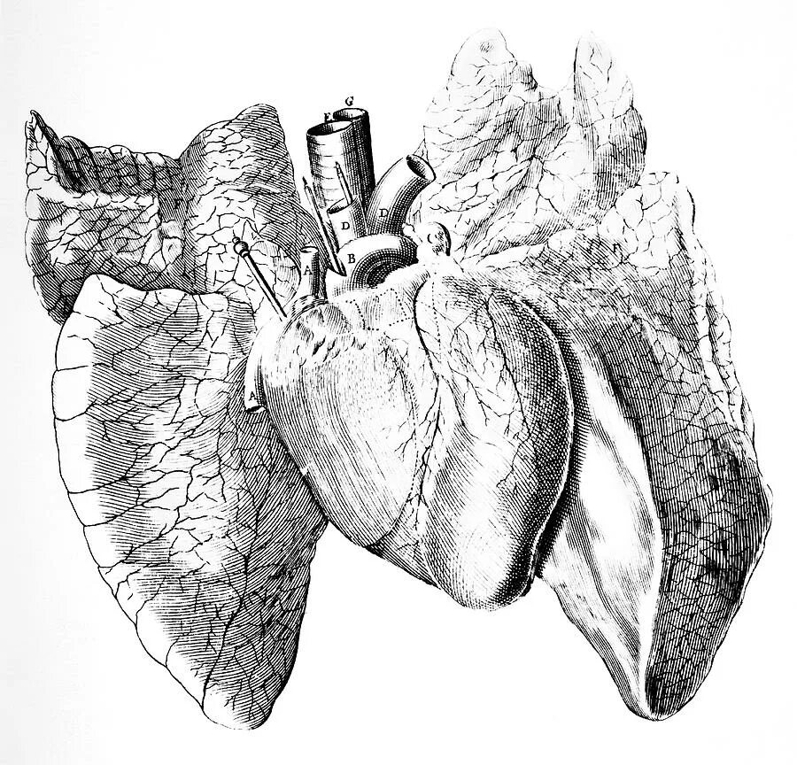 Легкие анатомия арт. Легкие анатомический рисунок. Сердце гравюра. Сердце анатомия гравюра.