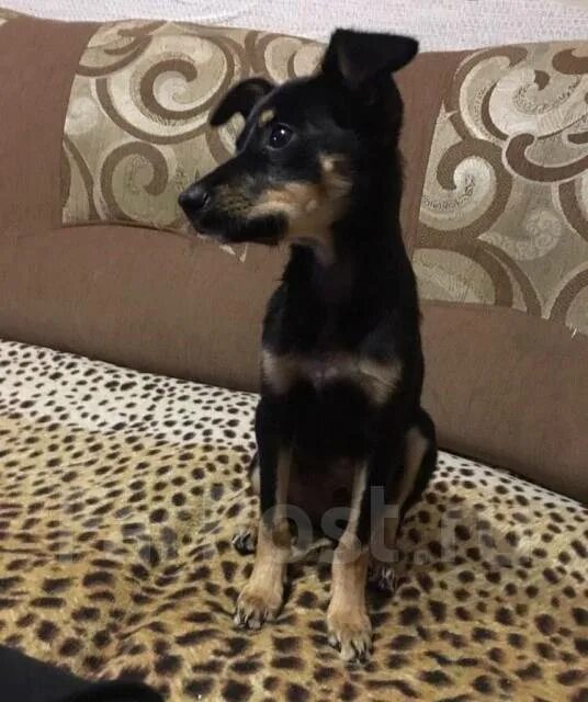 Метис тоя и пинчера. Метис той терьера. Пинчер дворняжка. Щенок той терьера 1 месяц. Фото метисов той терьеров.