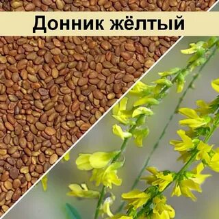 Донник желтый семена