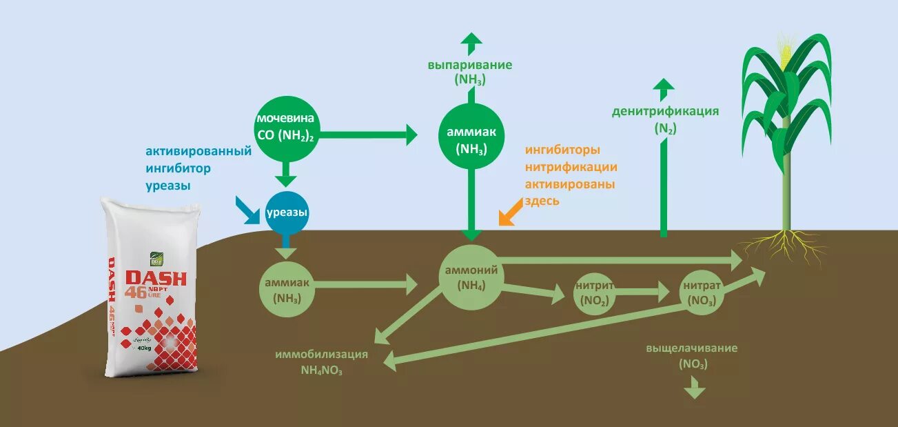 Аммиака нитритов нитратов. Азотные удобрения схема. Минеральные удобрения для почвы. Химические удобрения. Азотные удобрения влияние.