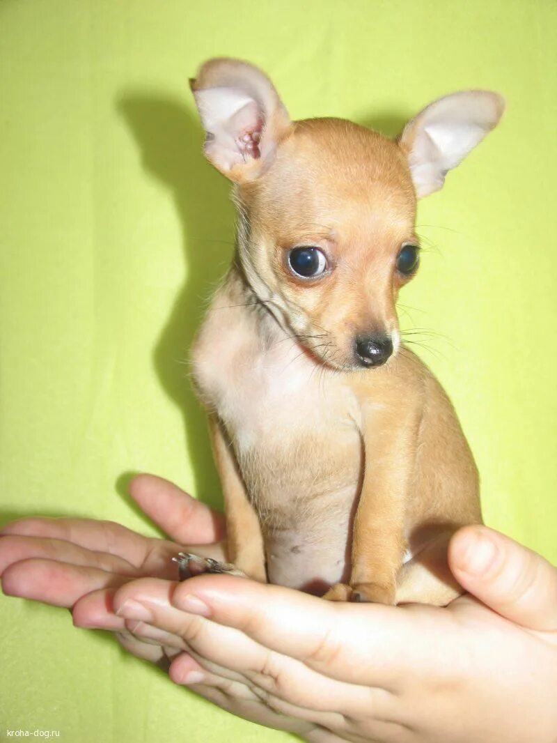 шоколадный щенок фигурка. той терьер персиковый. прикус у джек рассел терьера. молочный терьер. той терьер мини кремовый.