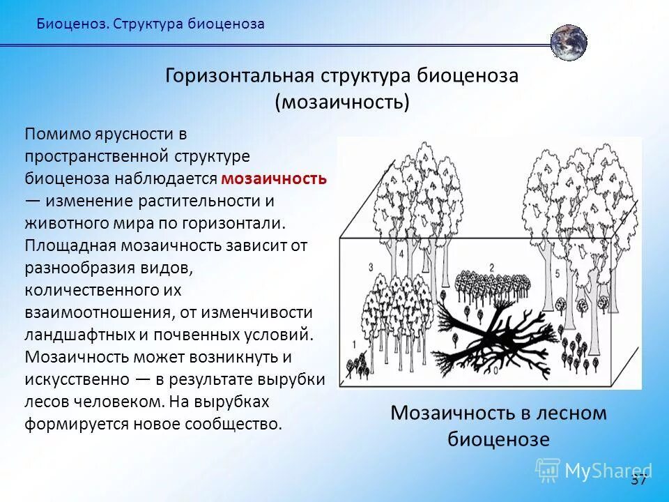 Охарактеризуйте роль ярусного размещения видов в биогеоценозе. Структура биоценоза мозаичность. Горизонтальная пространственная структура биоценоза. Горизонтальная структура биоценоза мозаичность. Горизонтальная структура биоценоза ярусность.