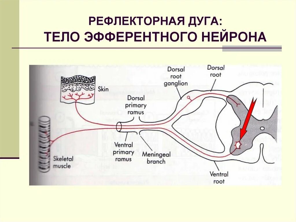 Строение рефлекторной дуги анатомия. Рефлекторная дуга строение классификация. Строение строение рефлекторной дуги. Строение рефлекторной дуги человека.