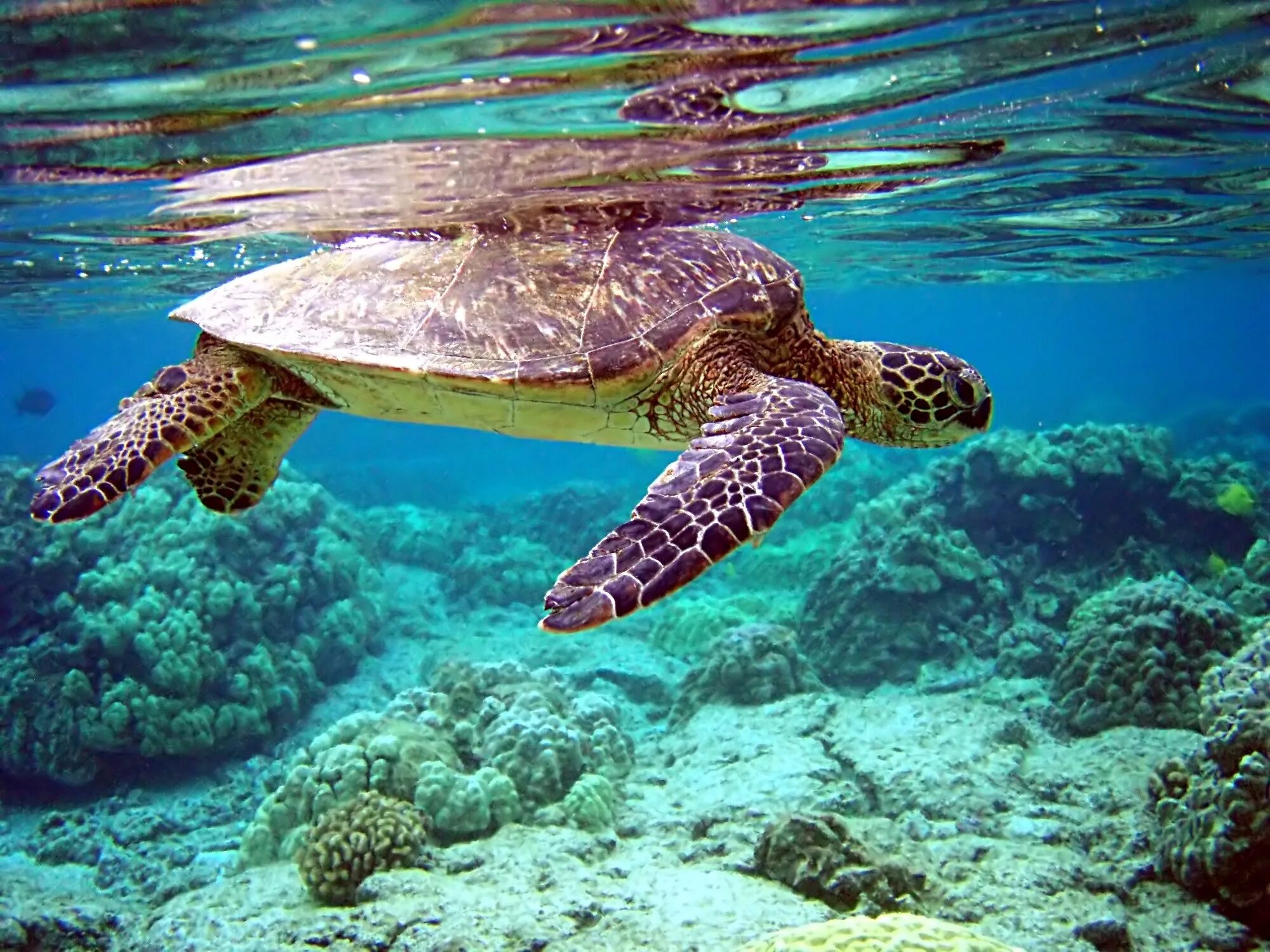 Водные животные это. Нектон черепахи. Морской заповедник Саут-Уотер-Кей,. Хиккадува черепахи. Черепаха бисса Нектон.