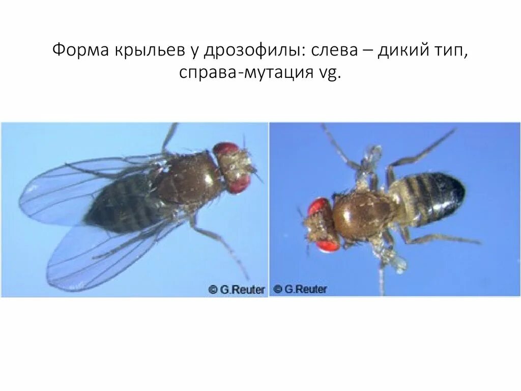 Мутации мушки дрозофилы. Форма крыльев у дрозофилы. Мутации крыльев дрозофилы. Типы крыльев дрозофилы.