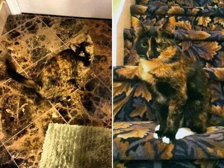 Где спрятался кот. Кот маскировка. кошка замаскировалась. коты мастера маскировки. кот мастер маскировки.