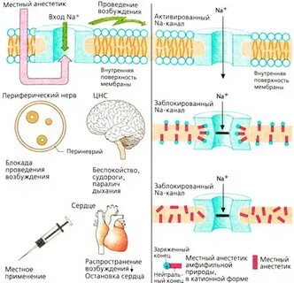 Механизм действия анестетиков