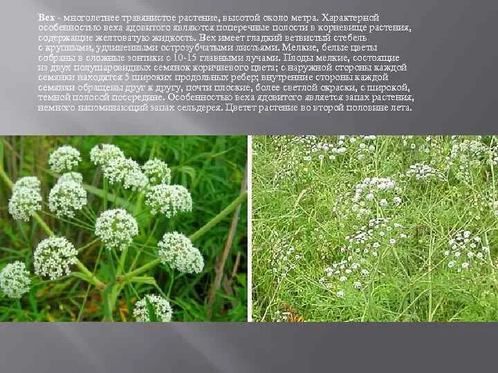 Какие растения содержат. Какие растения содержат