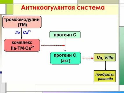 Противосвертывающее действие протеинов с и s