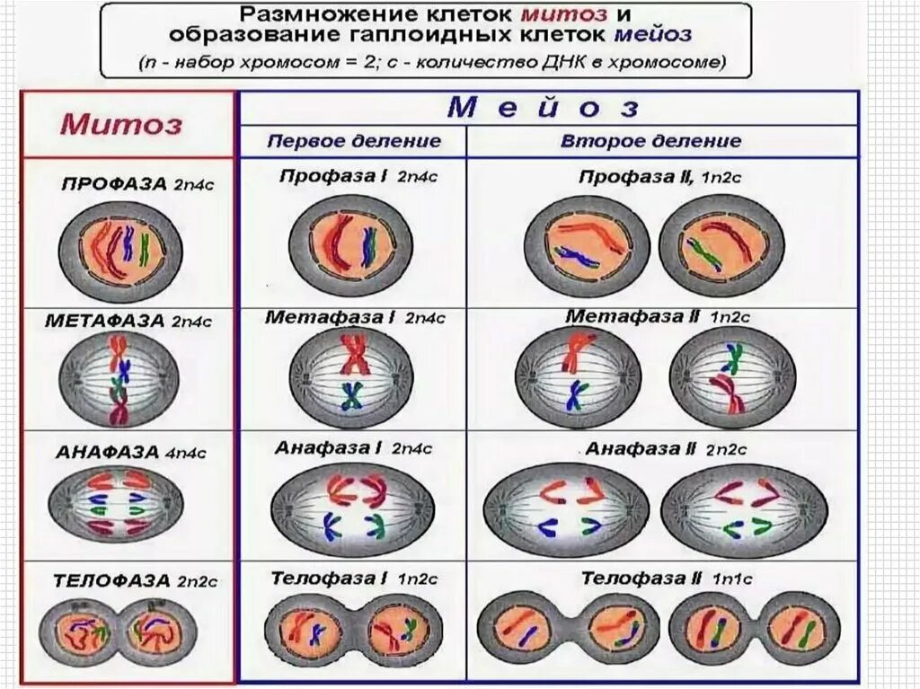 Мейоз число днк. Мейоз 1 анафаза 1 набор хромосом. мейоз фазы таблица набор хромосом. 1 деление мейоза набор хромосом. митоз 1 и 2 деление.