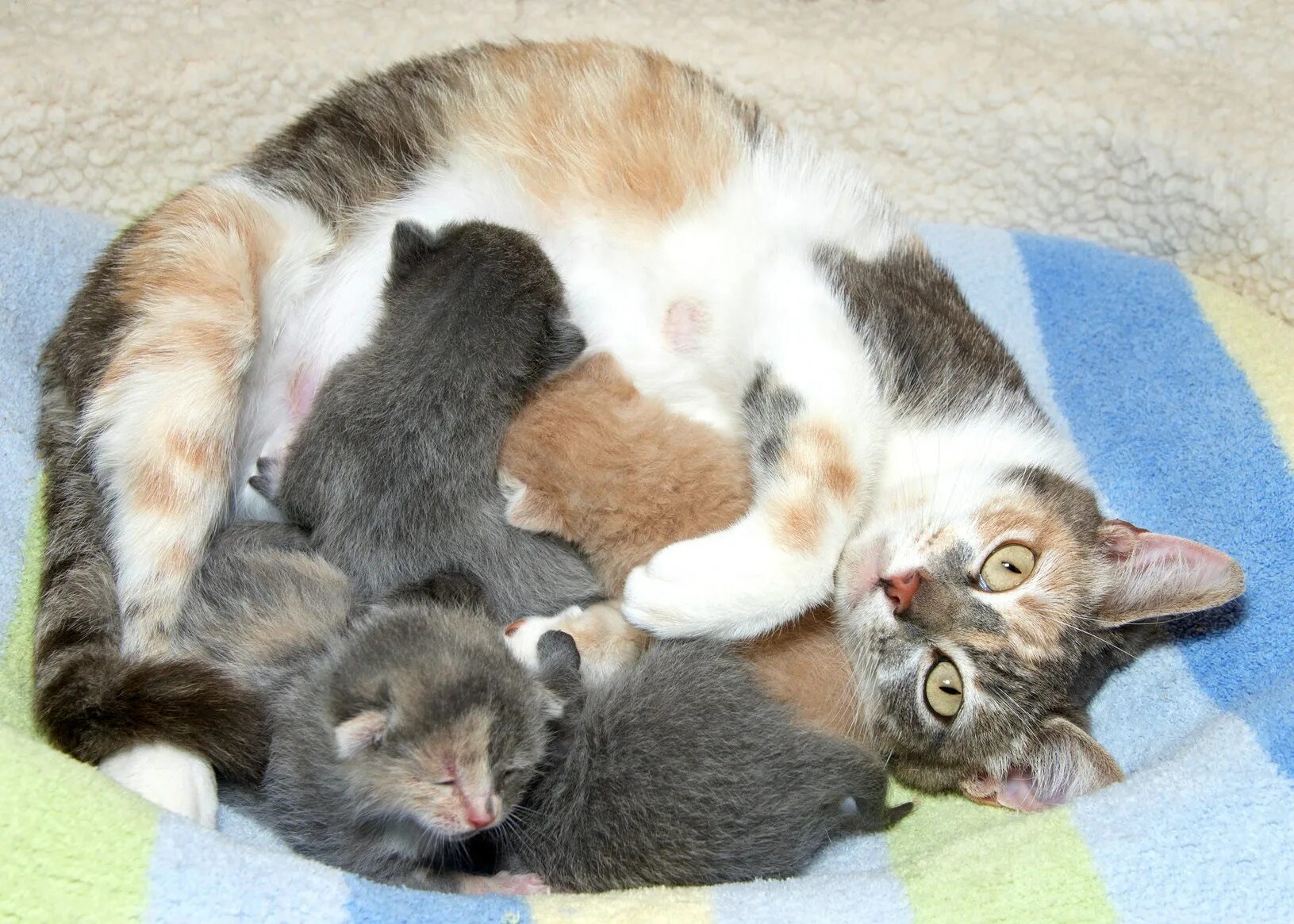 Сколько кошка кормит молоком. Кошка кормит котят. Мама кошка кормит котят. Вскармливание детенышей кошачьи.