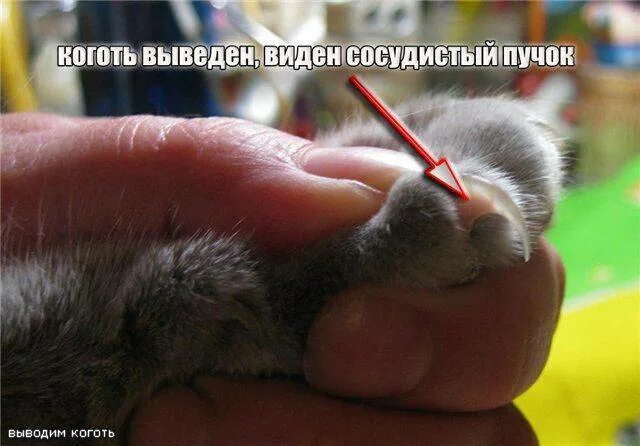 Когда можно стричь ногти котенку. Как стричь когти кошке. как правильно подстричь когти коту. как стричь ногти коту. как правильно стричь когти котенку.