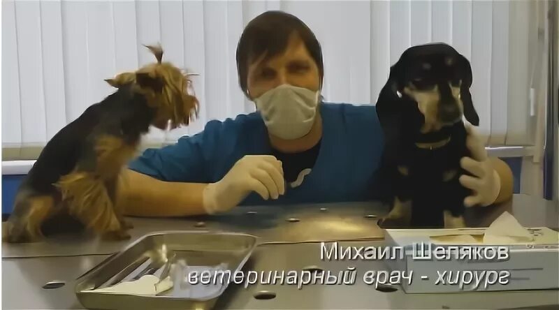 Мартовский кот ветеринарная