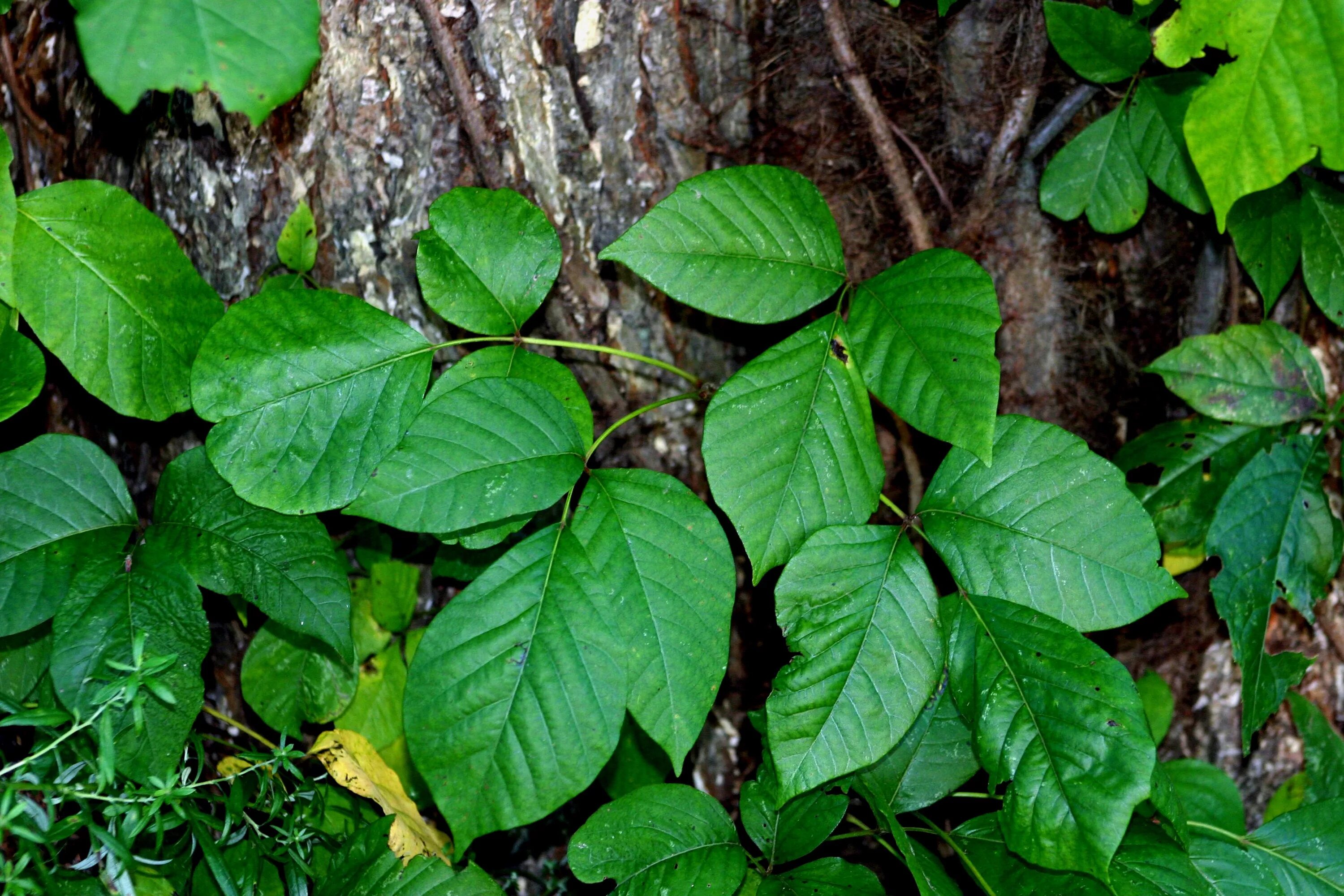 Poison plant. Плющ токсикодендрон. Ядовитый плющрасиение. Плющ ядовитый плющ растение. Плющ ядовитый (Toxicodendron radicans) –.