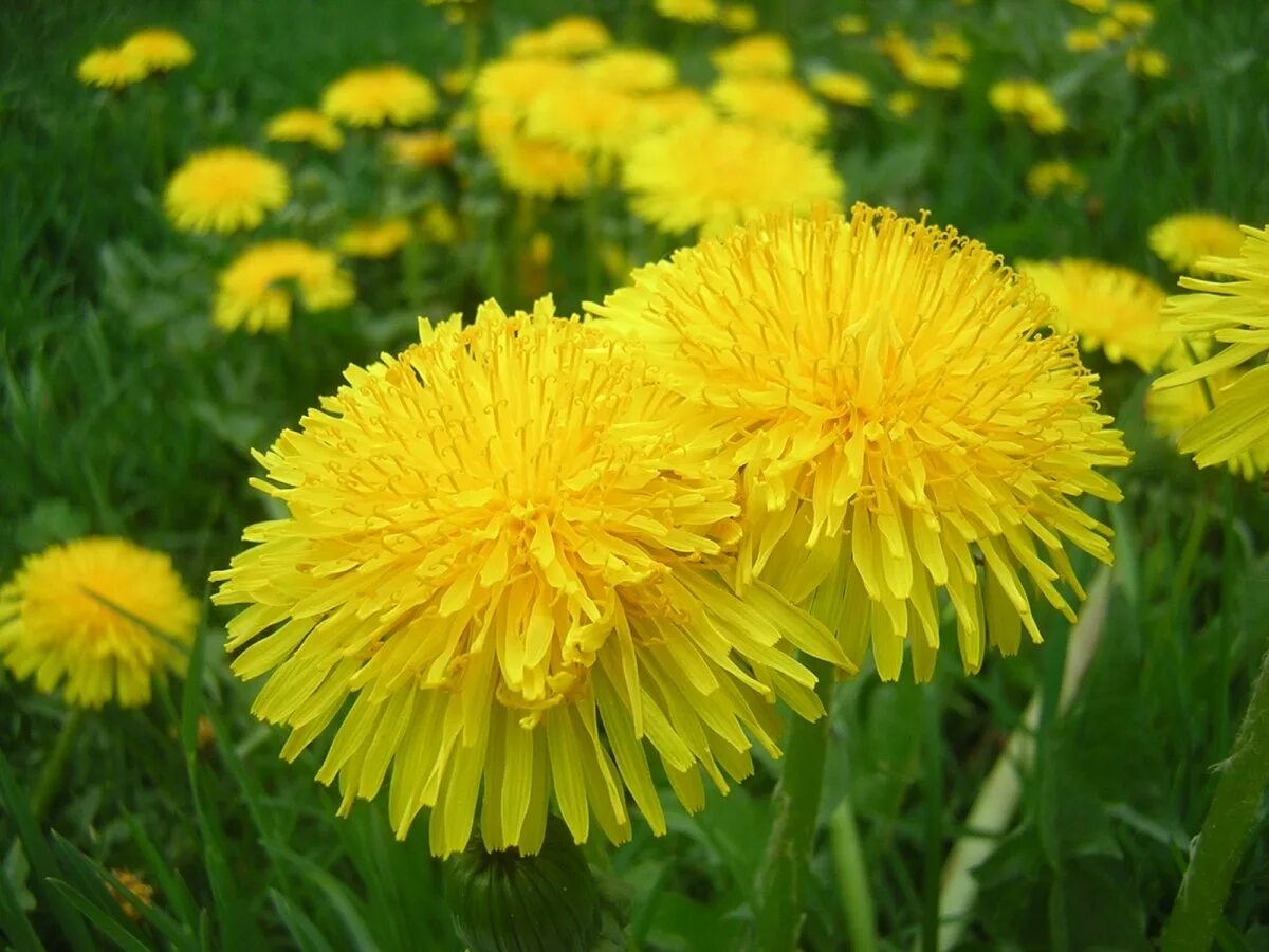 Одуванчик маленькое солнышко. Одуванчик золотистый. Одуванчиковый переулок. Одуванчик золотистый. Золотой одуванчик.