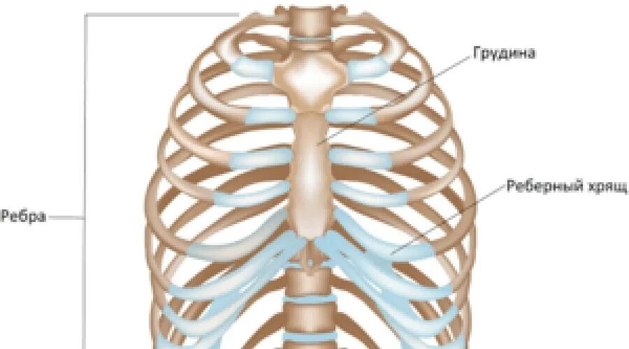 Сколько ребер у человека у женщин. Грудная клетка. Колеблющиеся ребра. Ложные ребра у человека.
