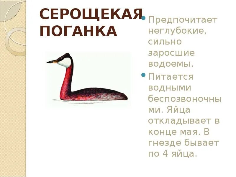Какие животные башкирии занесены в красную книгу. Какие животные башкирии занесены в красную книгу