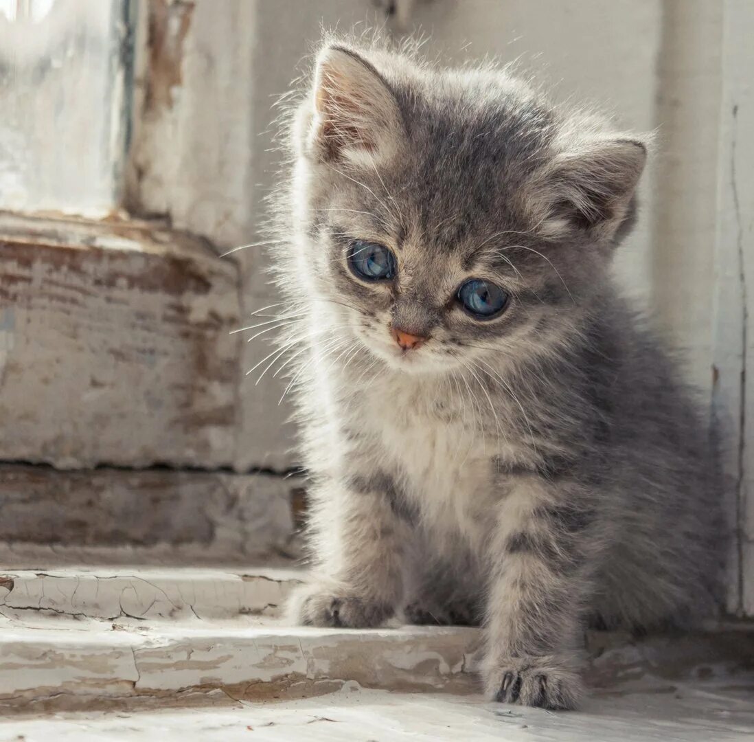 Грустный котенок. Печальный котенок. Милые котята. Маленькие котики. Жалко котенка
