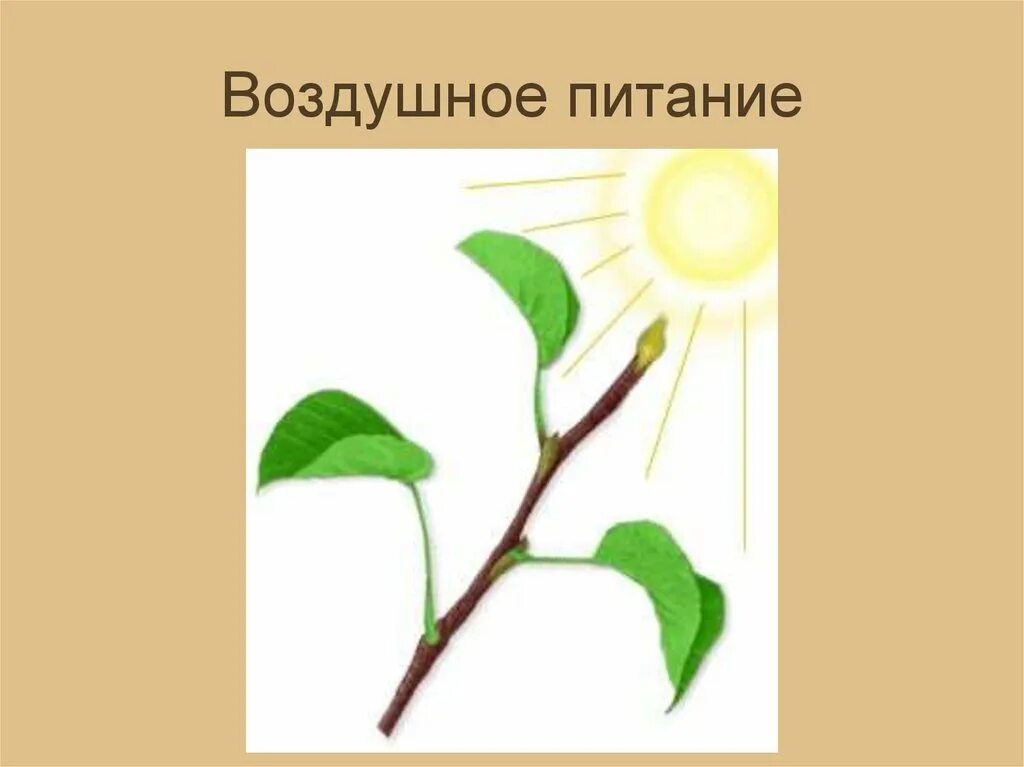 Функция воздушного питания у яблони. Воздушное питание растений. воздушное питание растений схема. схема воздушного питания растений 6 класс. рисунок воздушного питания листа.